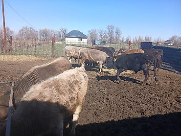 Коровы, быки: Продаю | Бык (самец) | На откорм — 10