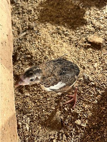 Другие с/х животные: Перепела разных окрасов для домашнего хозяйства Перепелки живые: 2х — 14