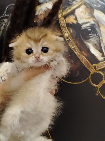 Pişiklər: Şotland — 10