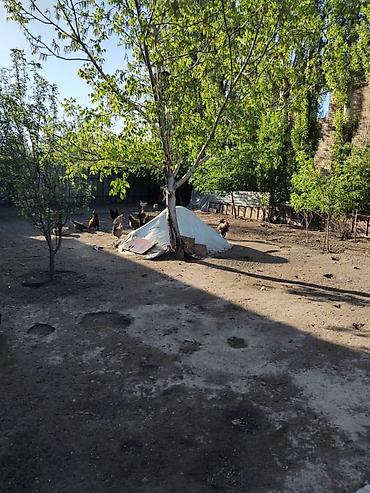 Продажа коттеджей и домов: Продаётся дом село Маевка улица берекет 27 участок 4 сотка иметься — 4