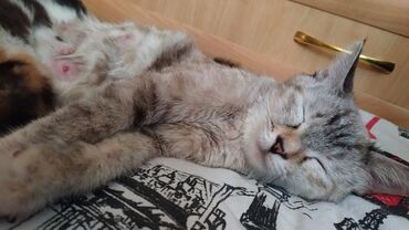 кот домашний: Кошка даром: Беспородная, Девочка, Приучена к лотку