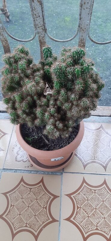 Otaq bitkiləri: Hazir qabda ekilmiş, boyuk ölcude kaktus bitkisi, sağlam ev şeraitin — 4