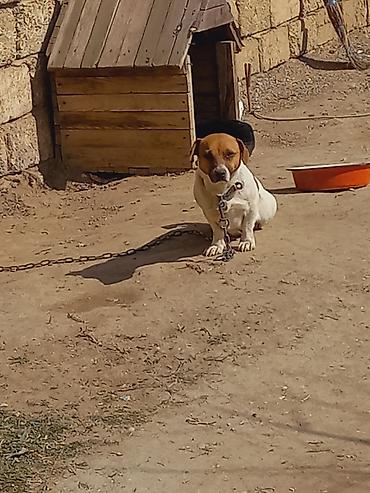 İtlər: Cek rassel teryer, 2 il, Dişi -da lalafo.az — 5 İtlər: Cek rassel teryer, 2 il, Dişi — 5