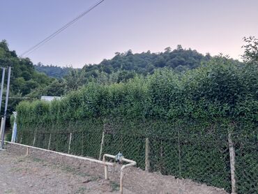 Ağaclar: Yaşıl canlı çəpər – Ligustrum (Privet) kolları - Məhsul — 1