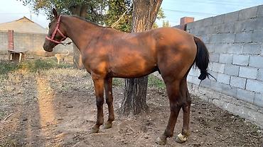 Лошади, кони: Продаю | Конь (самец) | Полукровка — 3