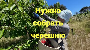 Системы охлаждения: Требуется Сборщик урожая, Оплата Сдельная