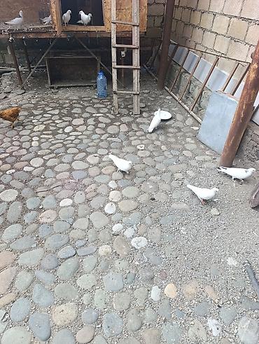 bildircin əti satisi: 10 adatdi Bakı qyşdarIdI.Şəmkirdə qalır — 4