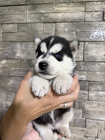 Продажа собак: Хаски, 1 месяц, Самка, С прививкой, С родословной — 8