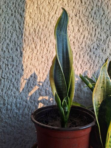 Ostale kućne biljke: Filadendron Brasil, velika biljka sa prve slike je 800, Yucca, Drvo — 8