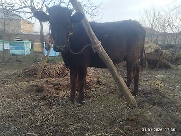 Inəklər, öküzlər: Qara dügə 8 aylıq boğazdır sakit heyvandi Qiymət 2100 Sarı dişi dana — 2