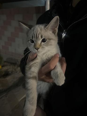 кошка шотландская цена: Котёнок, окрас светло-кремовый с серыми табби-полосками. Большие — 1