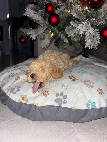 Psi: Pudla, rasa poznata po svojoj visokoj inteligenciji, eleganciji i na lalafo.rs — 4 Psi: Pudla, rasa poznata po svojoj visokoj inteligenciji, eleganciji i — 4