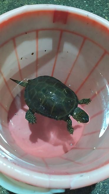 Akvariumlar: Tısbağa 🐢🐢🐢🐢🐢 ünvan, Bakı şəhəri, Nizami metrosu yaxınlığında -da lalafo.az — 19 Akvariumlar: Tısbağa 🐢🐢🐢🐢🐢 ünvan, Bakı şəhəri, Nizami metrosu yaxınlığında — 19