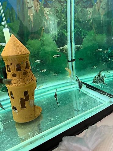 Akvarium dekoru: Malinezi orta olcu 1 manat danyo tul quyruq irili xirdali 1 manat — 1