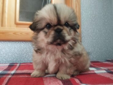 İtlər: Pekines, Erkek, Peyvəndli, Ünvandan götürmə — 7