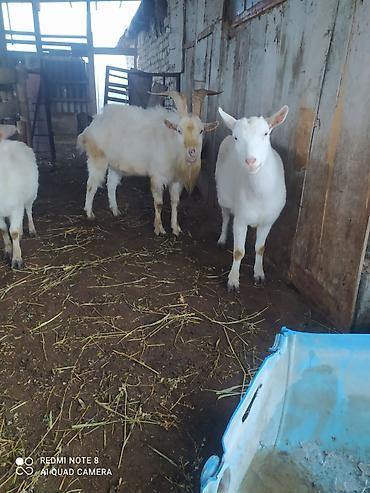 Keçilər, çəpişlər: Sistemləri Saanen keçiləri temiz saf qan keçiləri.iki dişi bir teke — 4