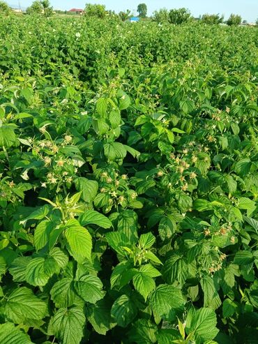 Meyvə və giləmeyvə: Məhsul: Təzə moruq (bağdan yığılmış) Təsvir: - Şirin, ətirli və — 7