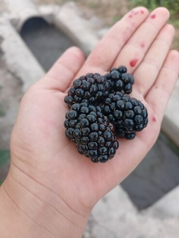 Другие комнатные растения: Саженцы Ежевика безшипная — саженцы с открытой корневой системой сорт — 9