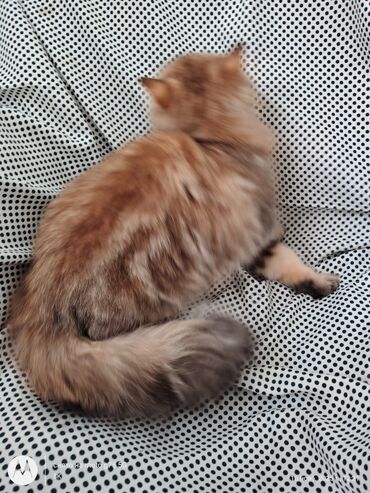 Pişiklər: Britan, Erkək, Yaxşı əllərə, Ünvandan götürmə — 4