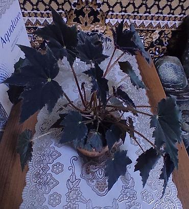 Другие товары для дома и сада: Продаю диффенбахии. Диффенбахия чистит воздух, помогая удалять из — 14