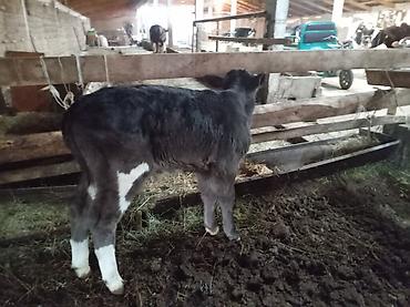 Коровы, быки: Продаю | Музоо, торпок | Для разведения — 2