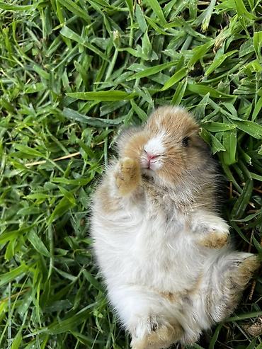 ereb dovşanı: 1 aylıq balaca🐰 Hazırda məndə bu çox şirin dovşanım var 🥹🤍 Çox şirin — 6
