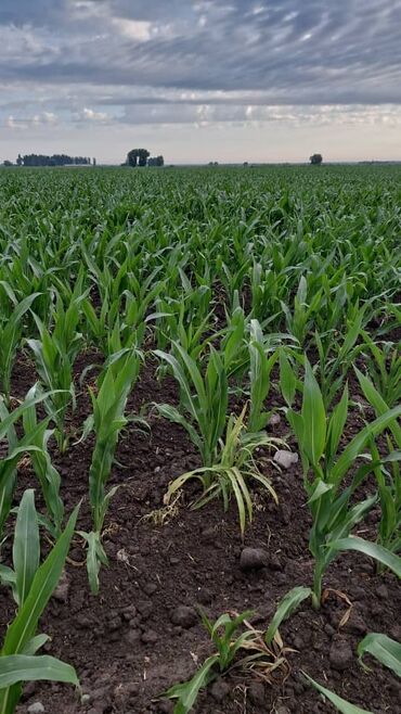 кукуруза рушеный: Продам кукуруза 🌽 в количестве 40 тонн
