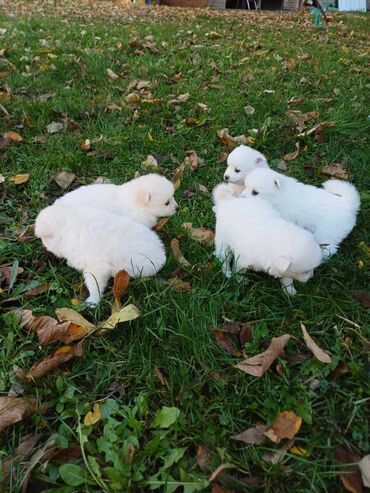 Psi: Nemački špic štenci - majka je naš kućni pas (ima je na slici gde na lalafo.rs — 12 Psi: Nemački špic štenci - majka je naš kućni pas (ima je na slici gde — 12