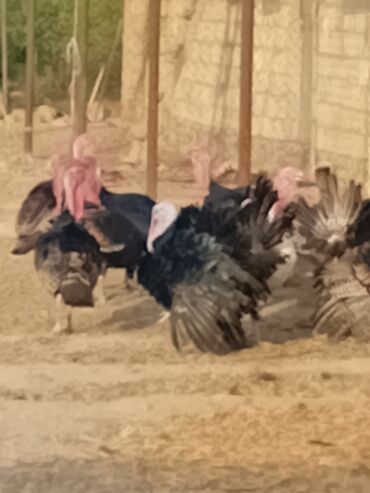 Cücələr: Erkək, Amerika, Damazlıq