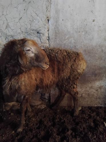Баран, овца: Продаю | Овца (самка) | Для разведения | Матка — 1