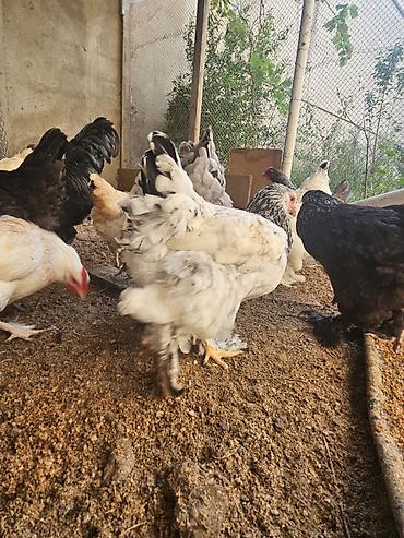 Toyuqlar: Toyuq, Brama, Damazlıq — 2