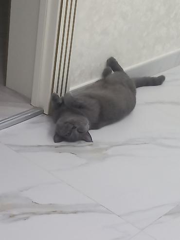 Pişiklər: Britan, Dişi, Yaxşı əllərə, Ünvandan götürmə — 5