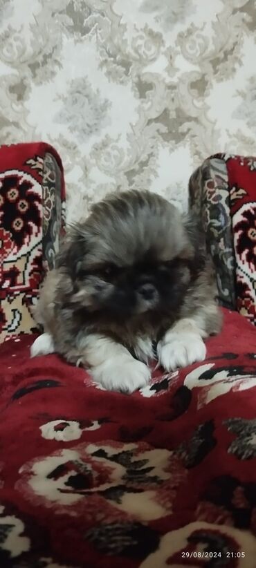 balaca it adlari: Pekines, 2 ay, Dişi, Ünvandan götürmə