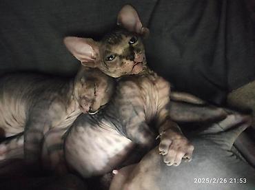 Pişiklər: Sfinks, Erkək, Dişi — 9