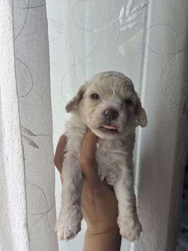 çoban itləri: Pudel, 1 ay, Erkek