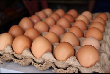 продам ячмень оптом: Домашние яйца оптом 6,5сом 
Оптом от 5ти лотка