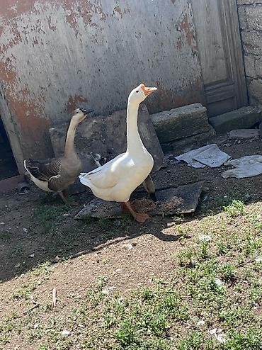 qaz cuceleri: 3 ədəd linda qazı satılır yumurtalıq və ətlik olarağ süper heyvanlardı — 4
