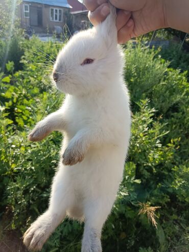 Другие животные: Продам крольчат в хорошие руки 4 шт