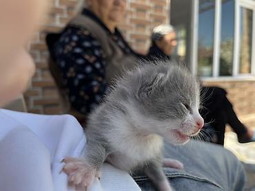 Pişiklər: Şotland, Erkək, Dişi, Yaxşı əllərə, Ünvandan götürmə — 5