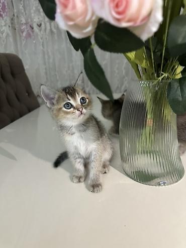 ag pisik səkilləri: Yaxşı əllərə — 1