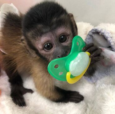za bebe: Prekrasna beba kapucin majmuna za ljubavne domove- imamo muške i muške
