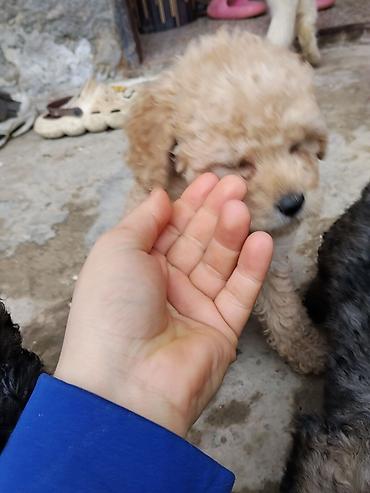 İtlər: Pudel — 10