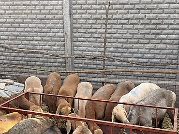 фриз лошадь купить: Продаю | Овца (самка), Ягненок | Полукровка, Арашан, Романовская | Для разведения | Племенные, Матка, Ярка — 2
