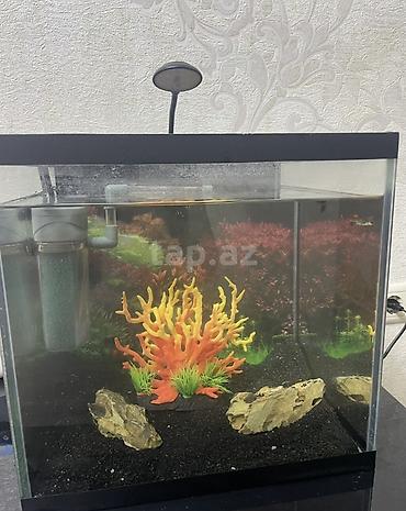 akvarium balaca: Dördbucaq akvarium, Balıqlarla birlikdə, 27 l — 5