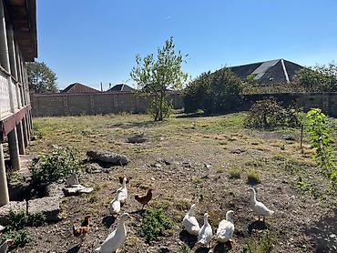torpaq sirvan: 11 sot, Kupça (Çıxarış) — 3