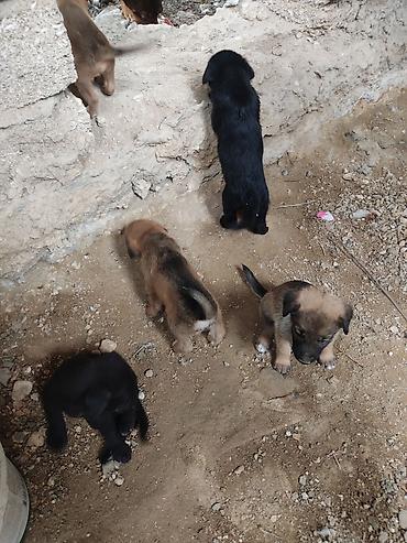gencede itler: Zvonok, 1 ay, Dişi — 9