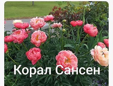 кызыл алма: Корни пиона из Голландии по три почки Сорт Корал Сансен Поставка — 3