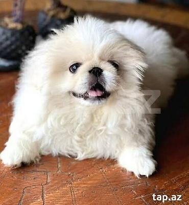 ən ucuz pişiklər: Pekines, 7 ay, Dişi, Peyvəndli, Ünvandan götürmə — 1