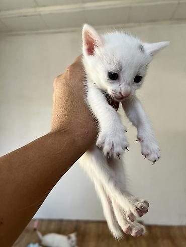турецкая кошка: Котёнки с большими выразительными глазами. Короткая мягкая шерсть — 7