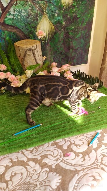 Продажа кошек: Профессиональный Питомник Бенгалов . Бен Гла Мур предлагает Очень — 10